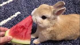 娱乐吃瓜小兔子小说,小兔子吃瓜记